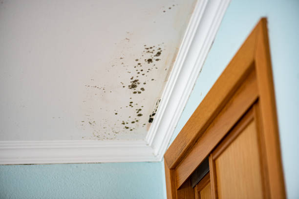 Best Industrial Mold Remediation in Needles, CA