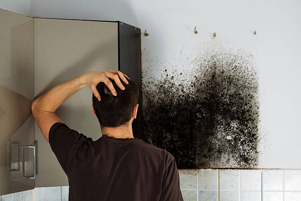 Professional Mold Remediation in Needles, CA